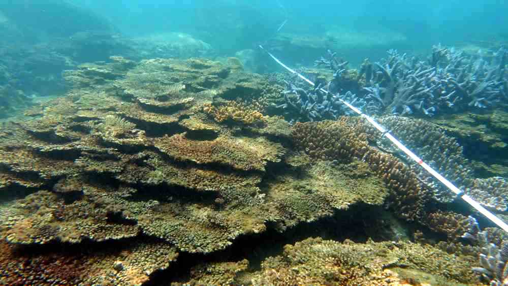 漁業署：科學研究出爐前 不調整寶石珊瑚漁區